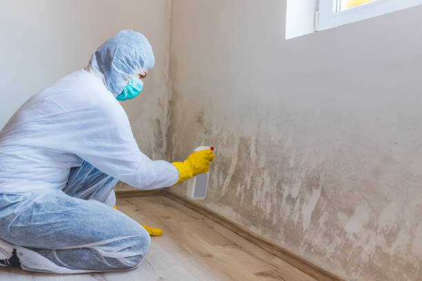 Licensed Mold Inspection service in Howell, MI - WQB Mold Removal